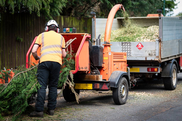 Best Tree Trimming and Pruning  in Celina, OH